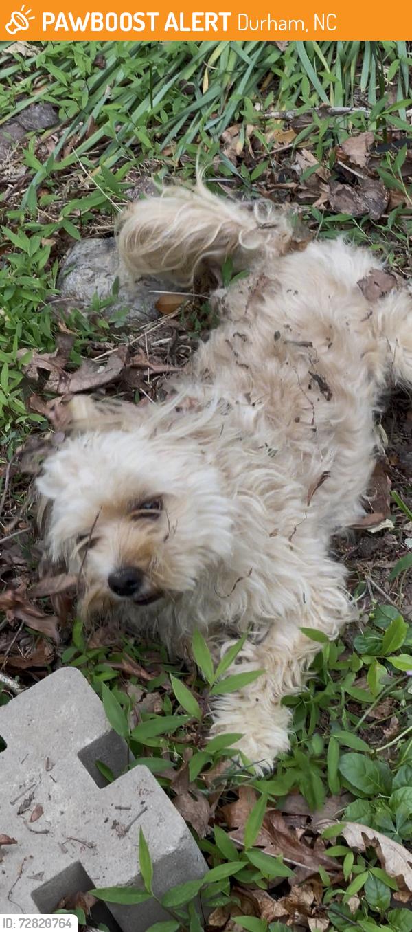 Found/Stray Unknown Dog last seen Laurel crest dr., Durham, NC 27712