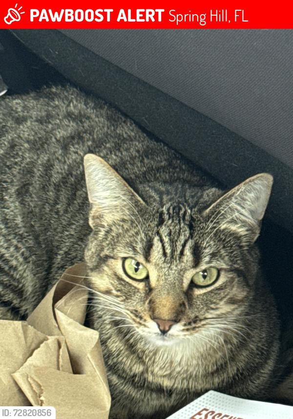 Lost Male Cat last seen Near Meredith Drive, Spring Hill, FL 34608