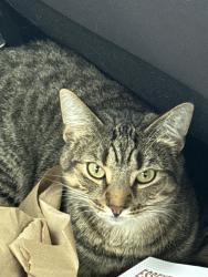 Lost Male Cat last seen Near Meredith Drive, Spring Hill, FL 34608