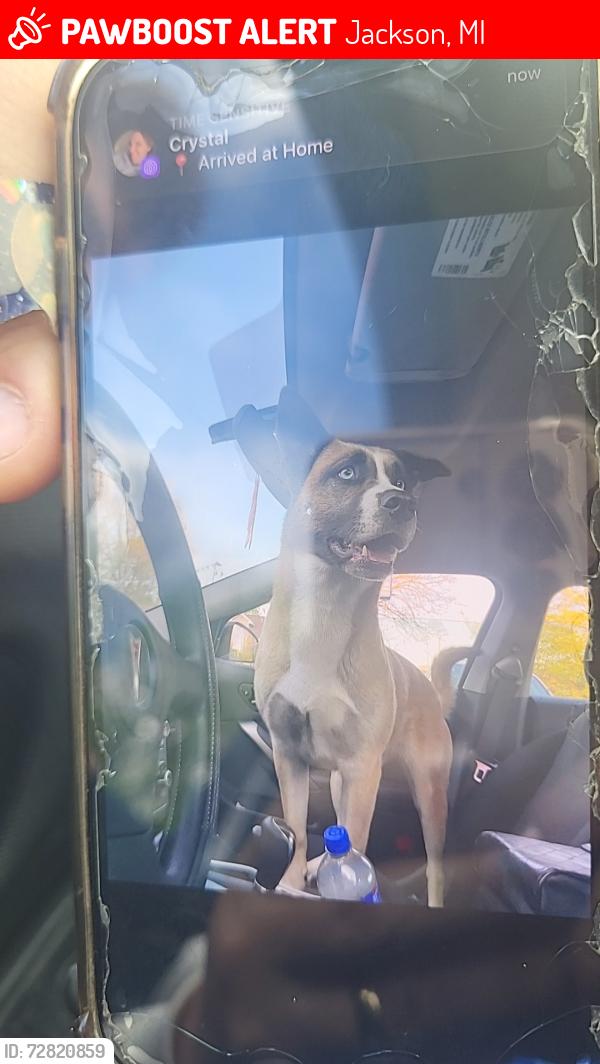 Lost Female Dog last seen Floyd Avenue  & Sharon Dr, Jackson, MI 49203