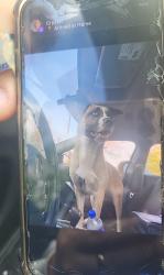 Lost Female Dog last seen Floyd Avenue  & Sharon Dr, Jackson, MI 49203