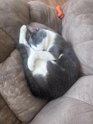 Lost Male Cat last seen Anamosa , Rapid City, SD 57701