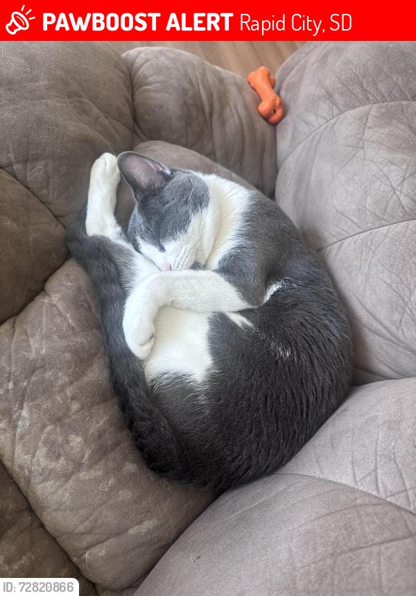 Lost Male Cat last seen Anamosa , Rapid City, SD 57701