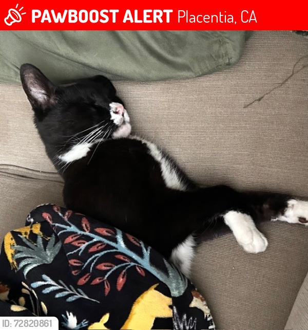 Lost Male Cat last seen Lucerne, orleans, Placentia, CA 92870