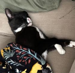 Lost Male Cat last seen Lucerne, orleans, Placentia, CA 92870