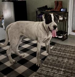 Found/Stray Male Dog last seen Shale Ridge Trail & Clarcona-Ocoee, Orlando, FL 32818