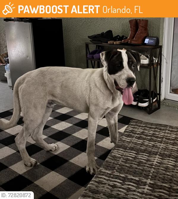 Found/Stray Male Dog last seen Shale Ridge Trail & Clarcona-Ocoee, Orlando, FL 32818