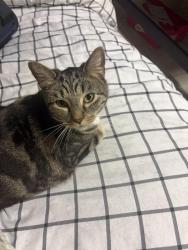 Found/Stray Female Cat last seen Langston Dr, Bowie, MD 20715