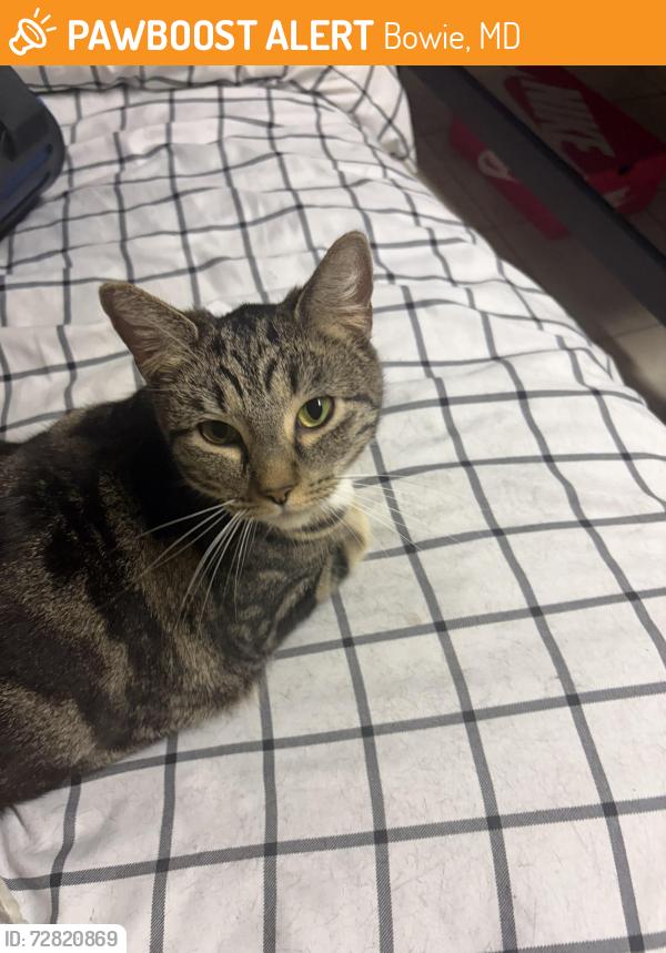 Found/Stray Female Cat last seen Langston Dr, Bowie, MD 20715