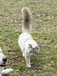 Lost Male Cat last seen Creek Bend Rd and Willow Creek Rd, Waller County, TX 77447