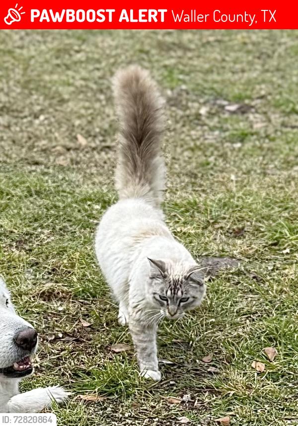 Lost Male Cat last seen Creek Bend Rd and Willow Creek Rd, Waller County, TX 77447