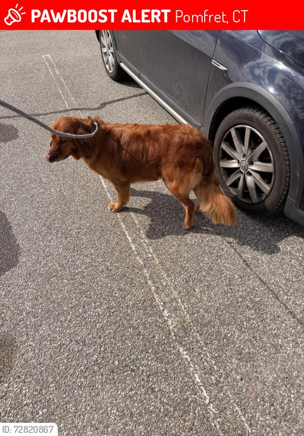Lost Female Dog last seen Cassidy Hill rd, Pomfret, CT 06259