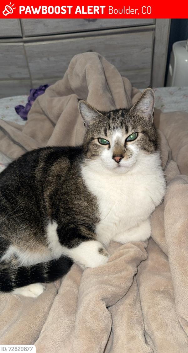 Lost Male Cat last seen Avocado Rd Boulder, CO  80304 United States, Boulder, CO 80304