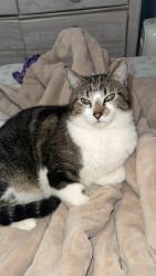 Lost Male Cat last seen Avocado Rd Boulder, CO  80304 United States, Boulder, CO 80304
