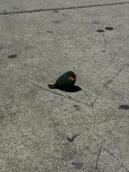 Found/Stray Unknown Bird last seen 3rd and Cochran , Los Angeles, CA 90036
