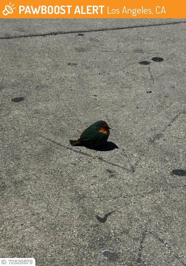 Found/Stray Unknown Bird last seen 3rd and Cochran , Los Angeles, CA 90036