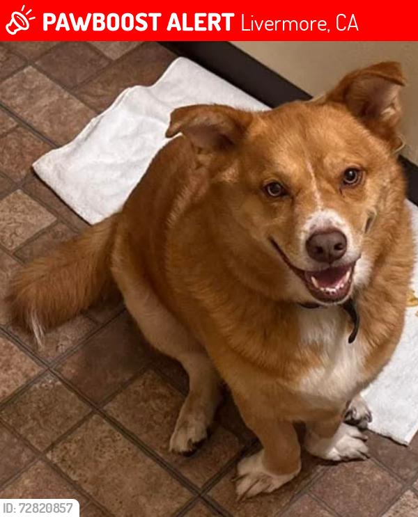 Lost Male Dog last seen Springtown blvd., Livermore, CA 94551
