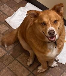 Lost Male Dog last seen Springtown blvd., Livermore, CA 94551