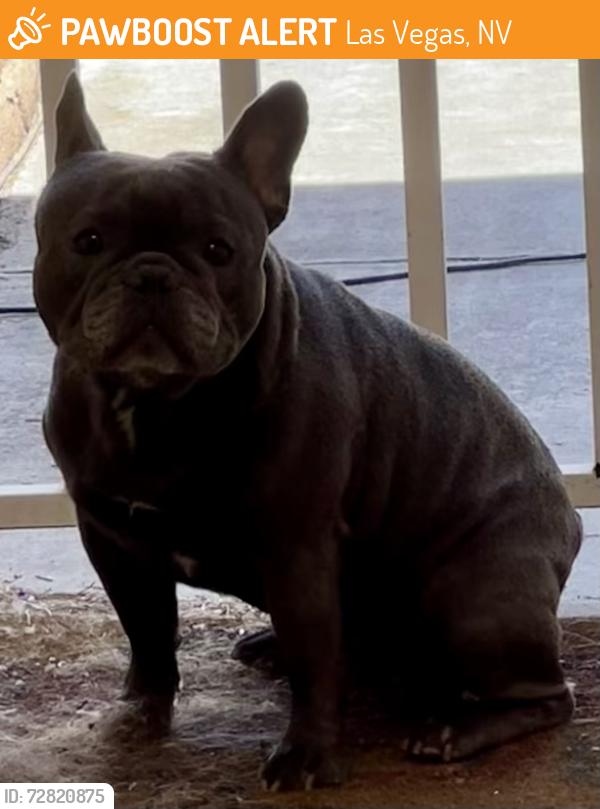 Found/Stray Male Dog last seen Karen and Pecos , Las Vegas, NV 89121
