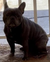 Found/Stray Male Dog last seen Karen and Pecos , Las Vegas, NV 89121