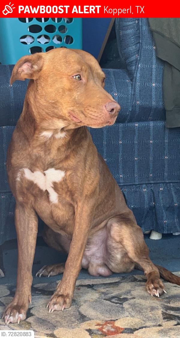 Lost Male Dog last seen Kopperl post office , Kopperl, TX 76652