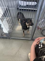 Found/Stray Female Dog last seen She is at the Cumberland Co Animal Control, Fayetteville, NC 28304