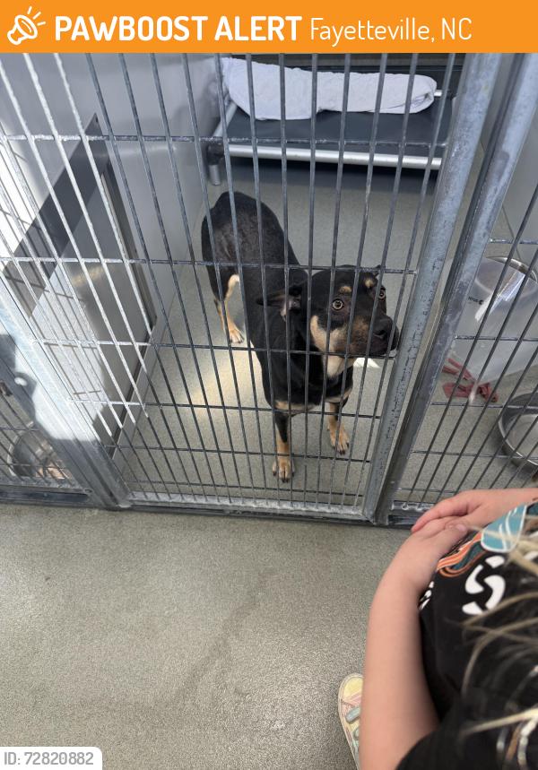 Found/Stray Female Dog last seen She is at the Cumberland Co Animal Control, Fayetteville, NC 28304