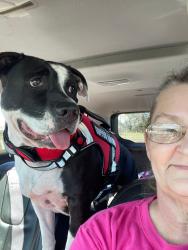 Lost Unknown Dog last seen Don't know, Summerfield, FL 34491