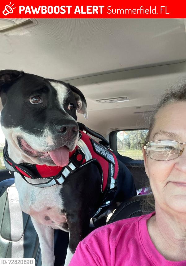 Lost Unknown Dog last seen Don't know, Summerfield, FL 34491