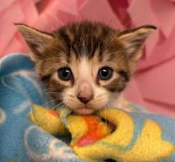 Shelter Stray Female Cat last seen Lake Bryan, TX 77807, Bryan, TX 77807