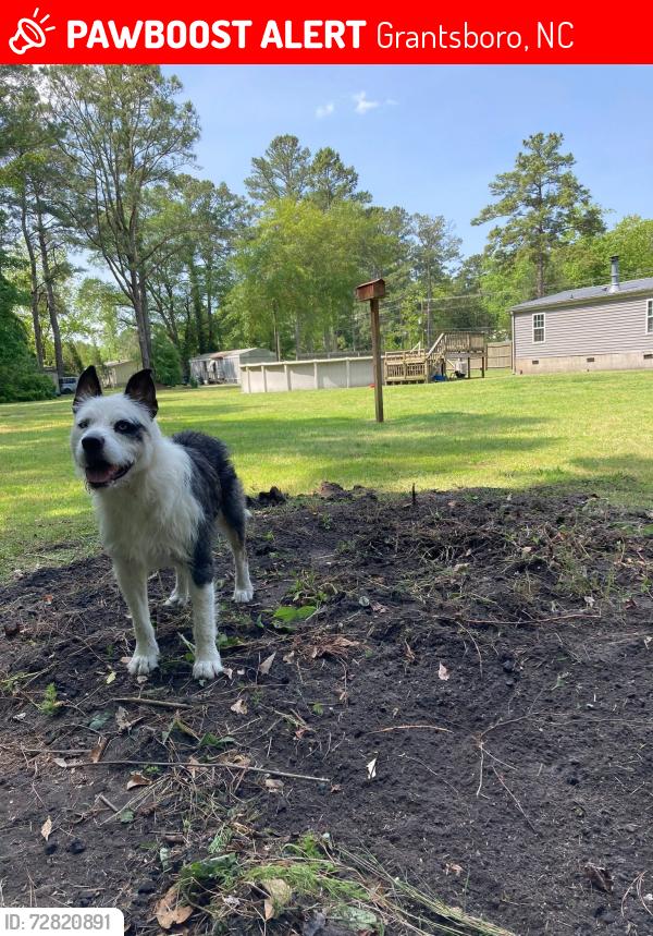 Lost Male Dog last seen Near NC-306 Grantsboro, NC  28529 United States, Grantsboro, NC 28529
