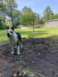 Lost Male Dog last seen Near NC-306 Grantsboro, NC  28529 United States, Grantsboro, NC 28529