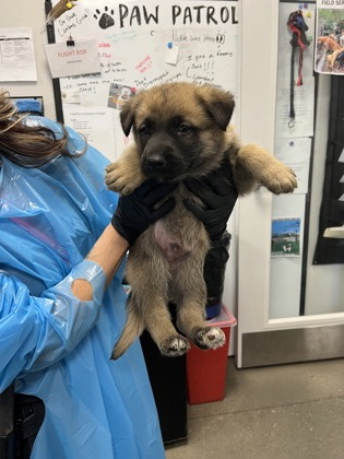 Shelter Stray Male Dog last seen W Dennett Ave & N Monte Ave, Fresno Zone Fresno CO 2 93728, , Fresno, CA 93706