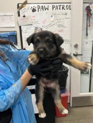 Shelter Stray Female Dog last seen W Dennett Ave & N Monte Ave, Fresno Zone Fresno CO 2 93728, , Fresno, CA 93706