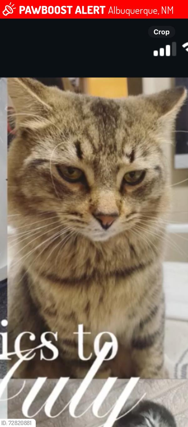 Lost Male Cat last seen Carlisle and Gibson se, Albuquerque, NM 87108