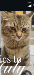 Lost Male Cat last seen Carlisle and Gibson se, Albuquerque, NM 87108