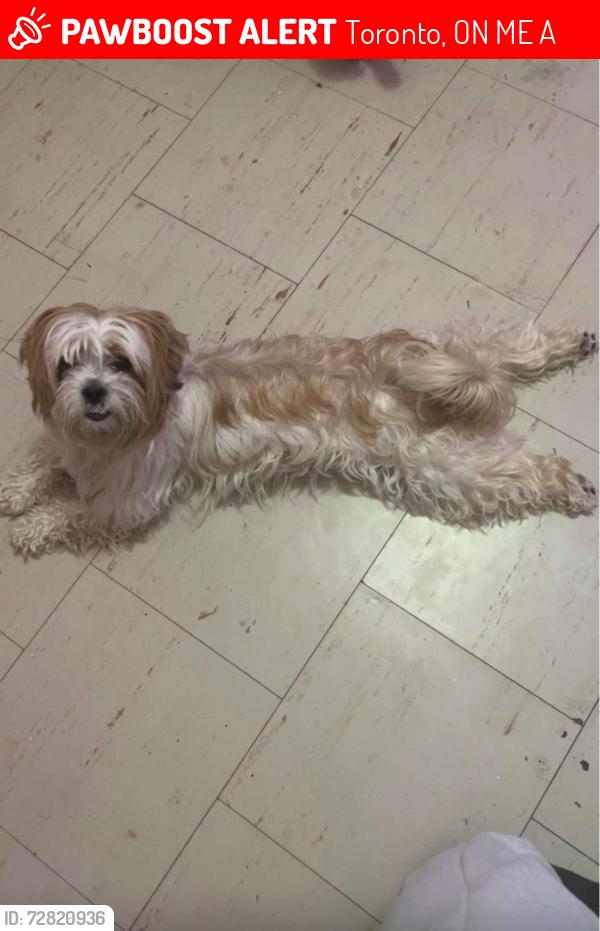 Lost Female Dog last seen On Lawrence and Manse by Valia Rd, Toronto, ON M1E 5A4