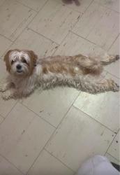 Lost Female Dog last seen On Lawrence and Manse by Valia Rd, Toronto, ON M1E 5A4