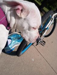 Found/Stray Female Dog last seen Meridian and mclean, Wichita, KS 67203