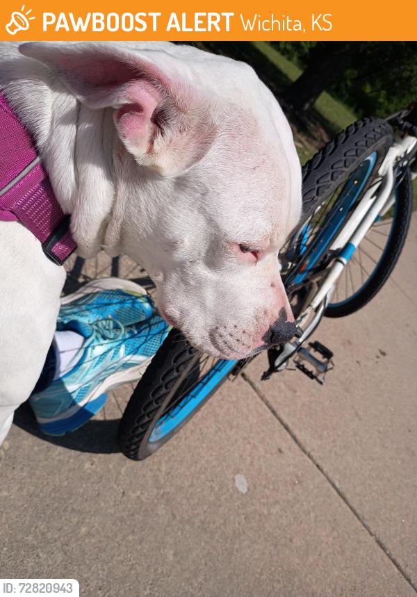 Found/Stray Female Dog last seen Meridian and mclean, Wichita, KS 67203
