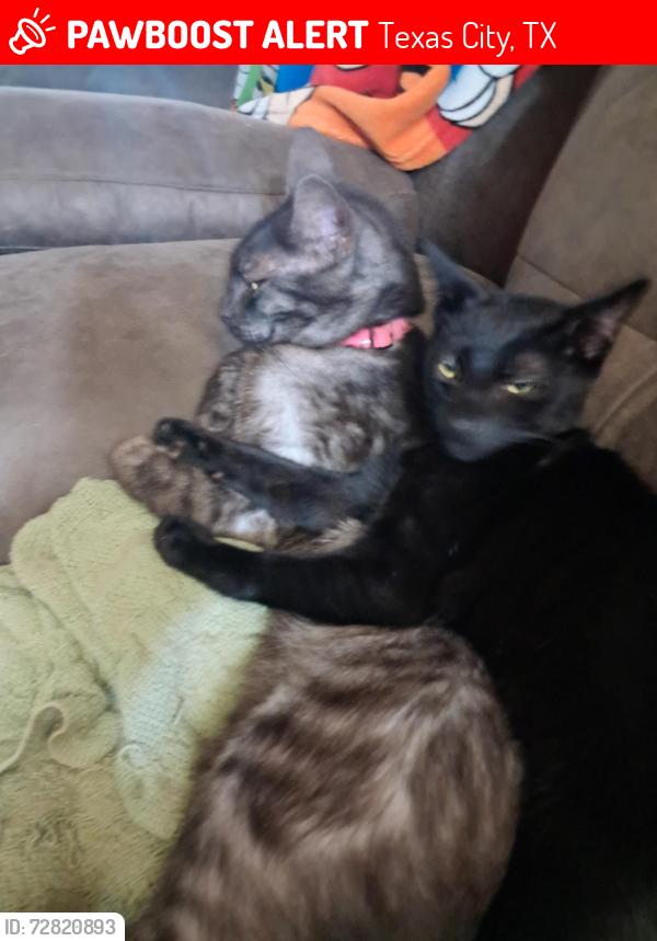 Lost Male Cat last seen 11th St N and 13th Ave , Texas City, TX 77590