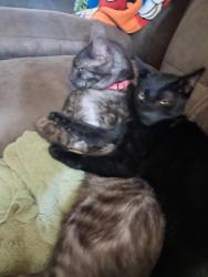 Lost Male Cat last seen 11th St N and 13th Ave , Texas City, TX 77590