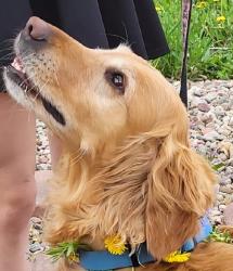 Lost Female Dog last seen Ken Caryl and Pierce, Columbine, CO 80128