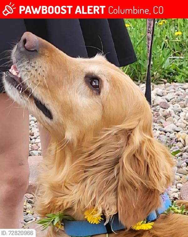 Lost Female Dog last seen Ken Caryl and Pierce, Columbine, CO 80128