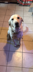 Lost Male Dog last seen Tech , Socorro, NM 87801