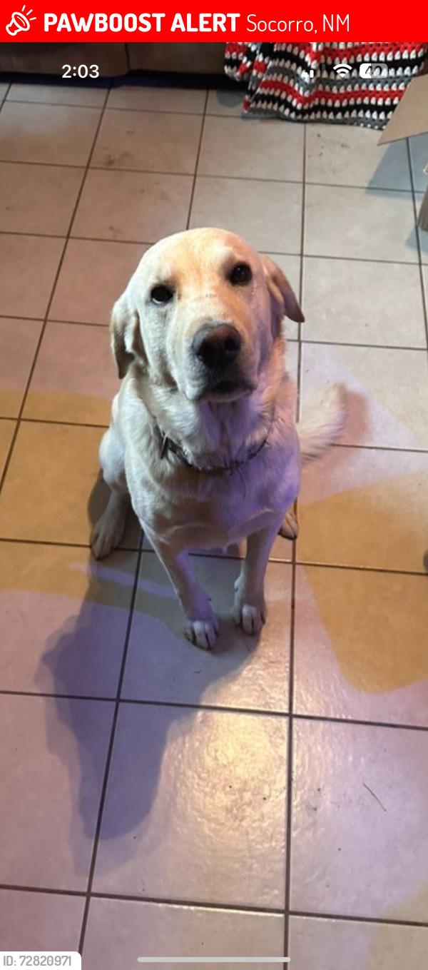 Lost Male Dog last seen Tech , Socorro, NM 87801