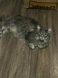 Lost Male Cat last seen Mosher Rd, Lorena, TX 76655