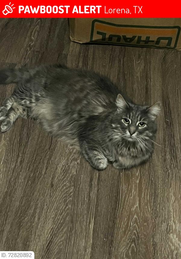 Lost Male Cat last seen Mosher Rd, Lorena, TX 76655