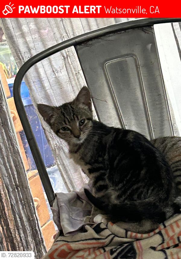 Lost Female Cat last seen Portola heights Watsonville California, Watsonville, CA 95076