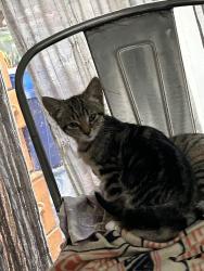 Lost Female Cat last seen Portola heights Watsonville California , Watsonville, CA 95076